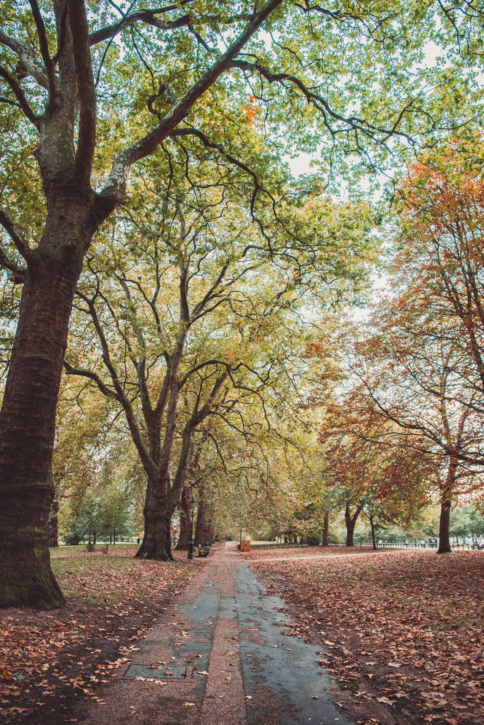 Hyde Park View